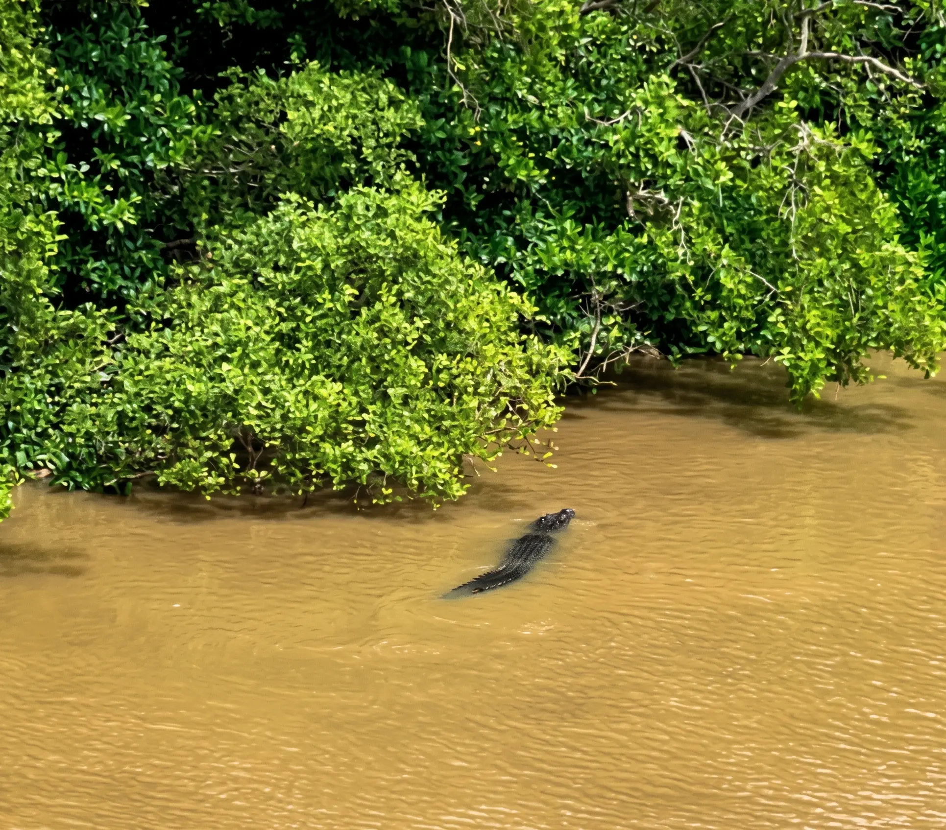 Wildlife seen from Riverwood Villa