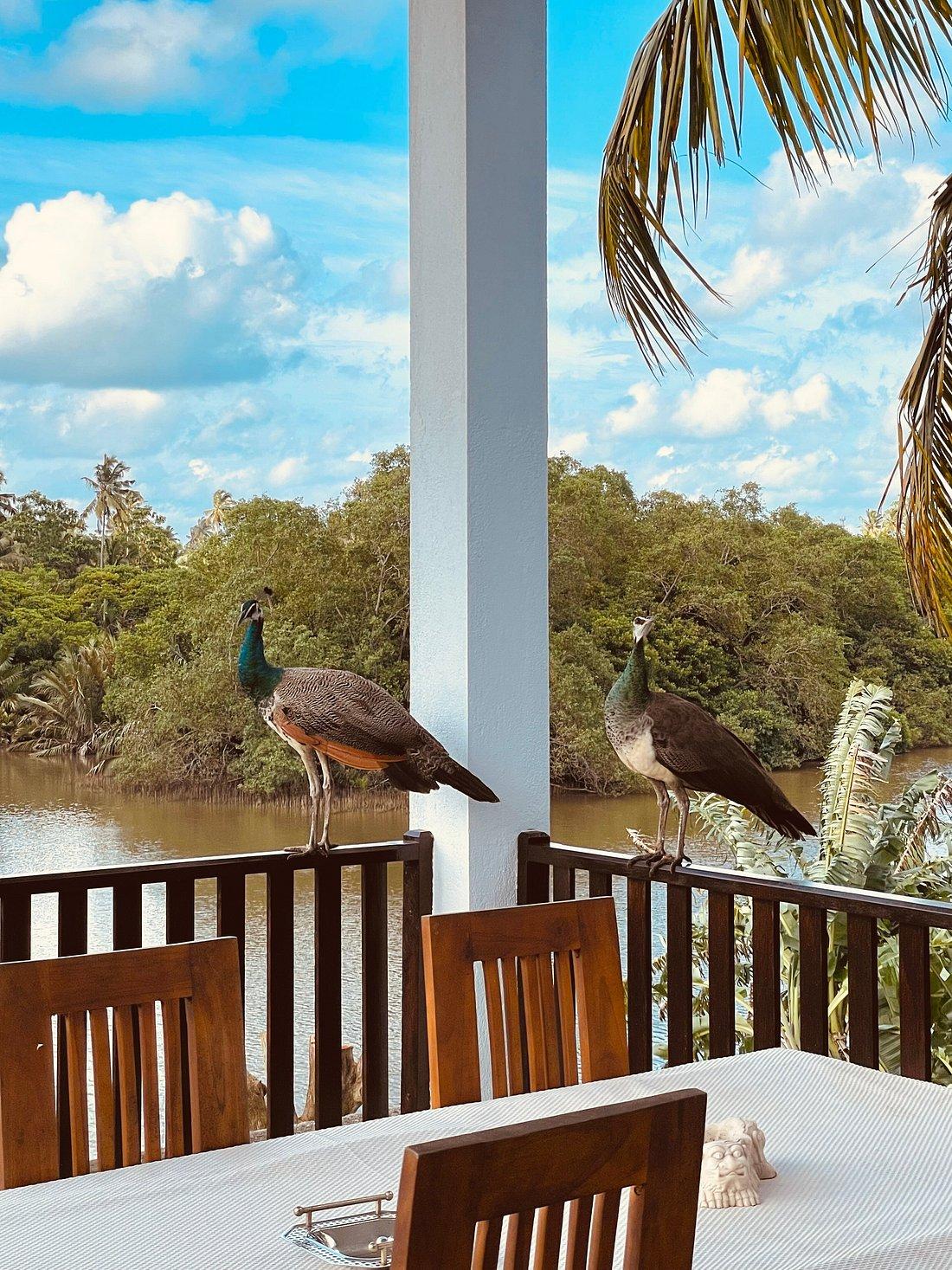 Peacocks near the villa veranda